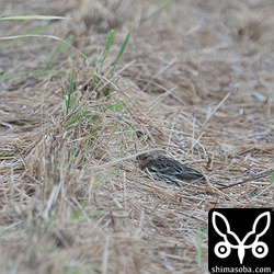 強い北風と雨を避けるムネアカタヒバリ。