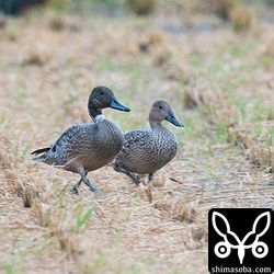 オナガガモのオス幼鳥(左)とメス幼鳥。