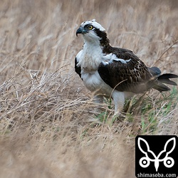 畔で獲物を食っていたミサゴの若い個体。見つけた時はちょうど食事が終わったところのようでした。