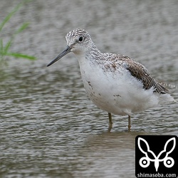 アオアシシギ成鳥冬羽ですが夏羽も多少残っています。