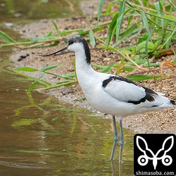 昨日から滞在中のソリハシセイタカシギ成鳥メス。