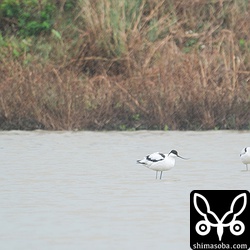 3羽で飛来したソリハシセイタカシギ。全て成鳥。