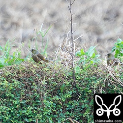オオカワラヒワ2羽。両方メスの成鳥です。