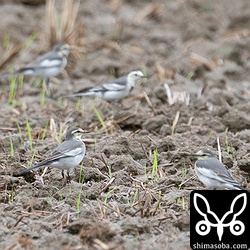 ハクセキレイ亜種いろいろ。