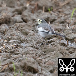 ふつーのハクセキレイ第1回冬羽メス。