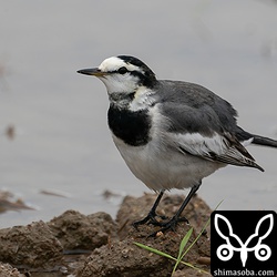 これもハクセキレイ。