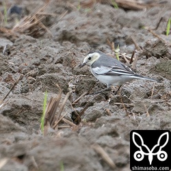なんか違和感あるのですが、面倒なのでホオジロハクセキレイ。^^;
