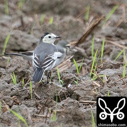 うーん。上と同じく微妙な個体。とりあえずホオジロハクセキレイで…。^^;