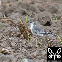 一見ハクセキレイなのですが、胸のエプロン型黒斑がホオジロハクセキレイ的な個体。