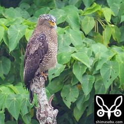 雨の中、遠かったカンムリワシ成鳥。