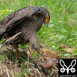 目をつぶされながらも逃げることを諦めないカエル。