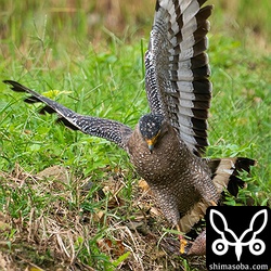 カンムリワシを乗せたまま逃げようとするオオヒキガエル。この時点でカンムリワシの爪がカエルの目に突き刺さっています。