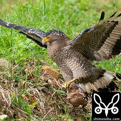 逃げるカエルを畔に引き戻すカンムリワシ。毒腺から白い毒があふれています。