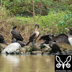 小さな沈砂池にカワウが40羽ほど集結していました。沖縄で稀なウミウを探すも見つからず。
