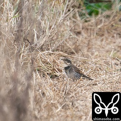 ツグミのメス成鳥。石垣島にツグミ幼鳥はあまりはいりません。