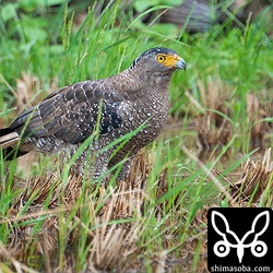 オオヒキガエルを捕まえたカンムリワシ。