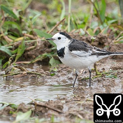 ホオジロハクセキレイ第1回冬羽のオス。