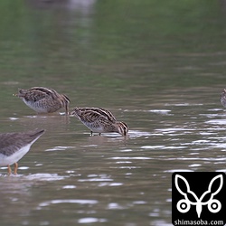 越冬タシギ。同じ田んぼに10羽近くいました。
