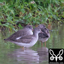 アカアシシギ幼鳥(手前)と成鳥。