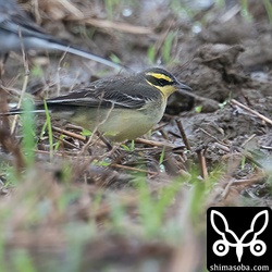 (キマユ)ツメナガセキレイ成鳥冬羽。