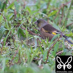 オオカワラヒワは雨に濡れながら草の種を拾っているようでした。