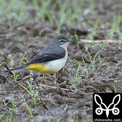 キセキレイ成鳥冬羽。