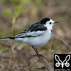 ホオジロハクセキレイのオス第1回冬羽。