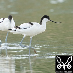 ソリハシセイタカシギ2羽。両方ともメスの成鳥。