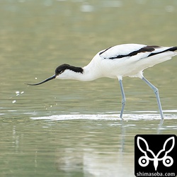 近くで観察していると「ジャッ、ジャッ」とくちばしが水を切る音が聞こえてきました。