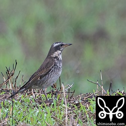 ツグミ第1回冬羽。