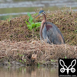 ムラサキサギ成鳥。ムラサキサギは成鳥、幼鳥含めて出会う機会は多いです。
