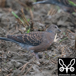 リュウキュウキジバト幼羽から第1回冬羽へ換羽中。虹彩の色も鈍いです。