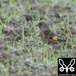 上とは別の個体。