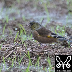 オオカワラヒワはどの個体も警戒心が強いのでしょうか。晴れた日に撮りたいですね。