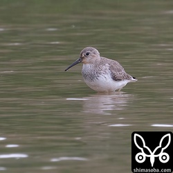ハマシギ成鳥冬羽。