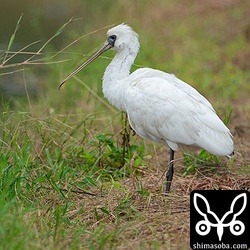 若いクロツラヘラサギ。こちらも1カ月近い滞在となります。