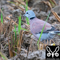 ベニバトのオス。少し幼羽が残っていますがほぼ第1回冬羽。