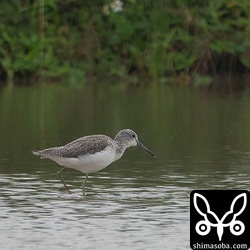 アオアシシギ成鳥。