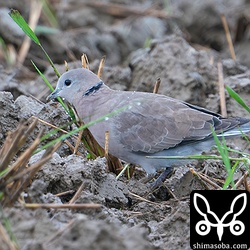 こちらはベニバトのメス個体。上のオスと同じように換羽が進んでいます。