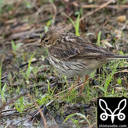 ムネアカタヒバリもたくさん越冬中です。