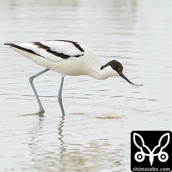 小さな巻貝のようなものを捕まえていました。