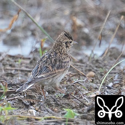 ヒバリも長逗留中です。 `11月から滞在 <https://shimasoba.com/blog/1747/>`_ ですでに1カ月が経ちました。このまま春までいる気でしょうか。