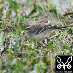 (キマユ)ツメナガセキレイ第1回冬羽。
