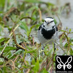 ハクセキレイ第1回冬羽オス。