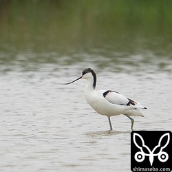 上の2羽とは別の場所にいたソリハシセイタカシギ。