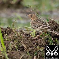 ムネアカタヒバリ成鳥。