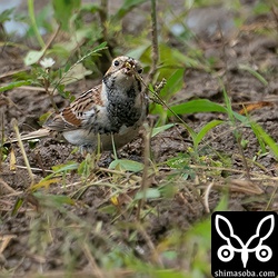 草の種を食うツメナガホオジロ。