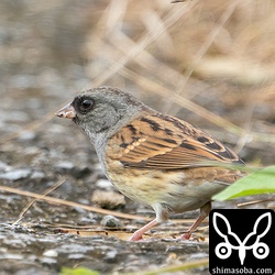 時折「チッ、チッ」と鳴きながら畔の草むらに入ったり出たりを繰り返していた。