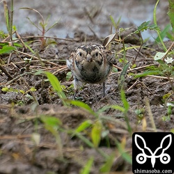 ツメナガホオジロの貴重な正面顔。^^