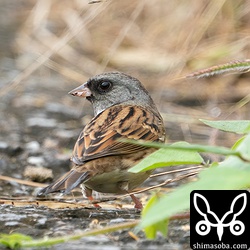 シベリアアオジのオス成鳥。冬羽です。